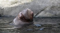 Tiere_188