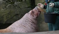 Tiere_189