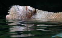 Tiere_191