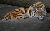 Tiere_198