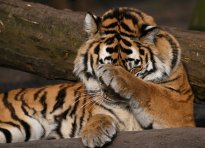 Tiere_200