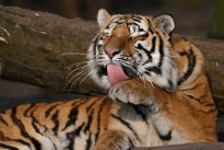 Tiere_201