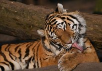 Tiere_202