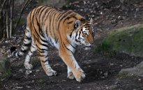 Tiere_203