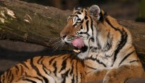 Tiere_204