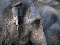 Tiere_205