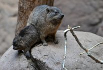 Tiere_209