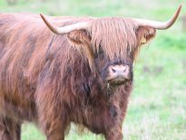 Tiere_210
