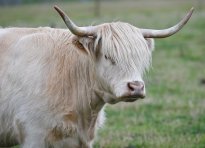 Tiere_211