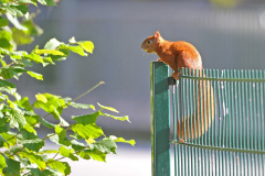 Tiere_038