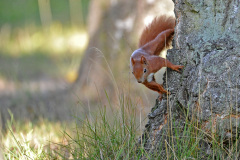 Tiere_039