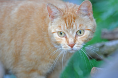 Tiere_053