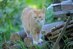Tiere_054