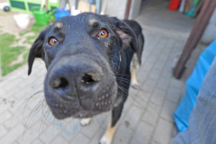 Tiere_060
