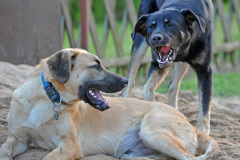 Tiere_067