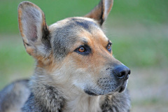 Tiere_068