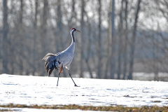 Tiere_091