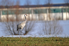 Tiere_093