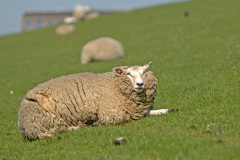 Tiere_107