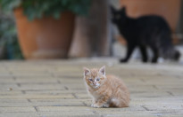 Zypern14